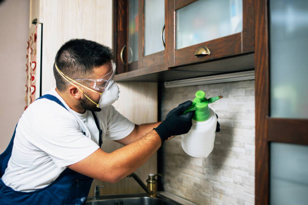 Best Termite Control Services  in Braidwood, IL