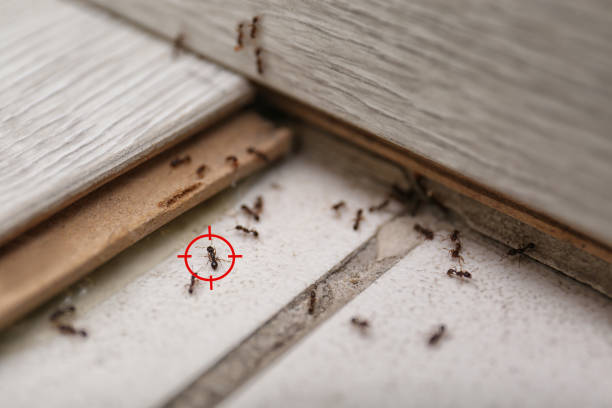 Best Mosquito Control Services  in Braidwood, IL