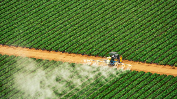 Best Local Pest Control Services  in Braidwood, IL