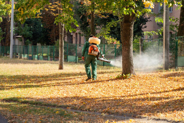 Best Spider Control Near Me  in Braidwood, IL