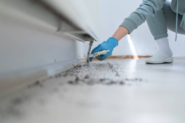 Best Wasp Removal Services  in Braidwood, IL